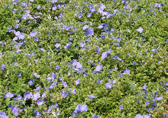 明るいブルーの花をつけるエボルブルス'ブルーコーラル'