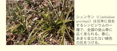 シュンラン(Cymbidium goeringii)