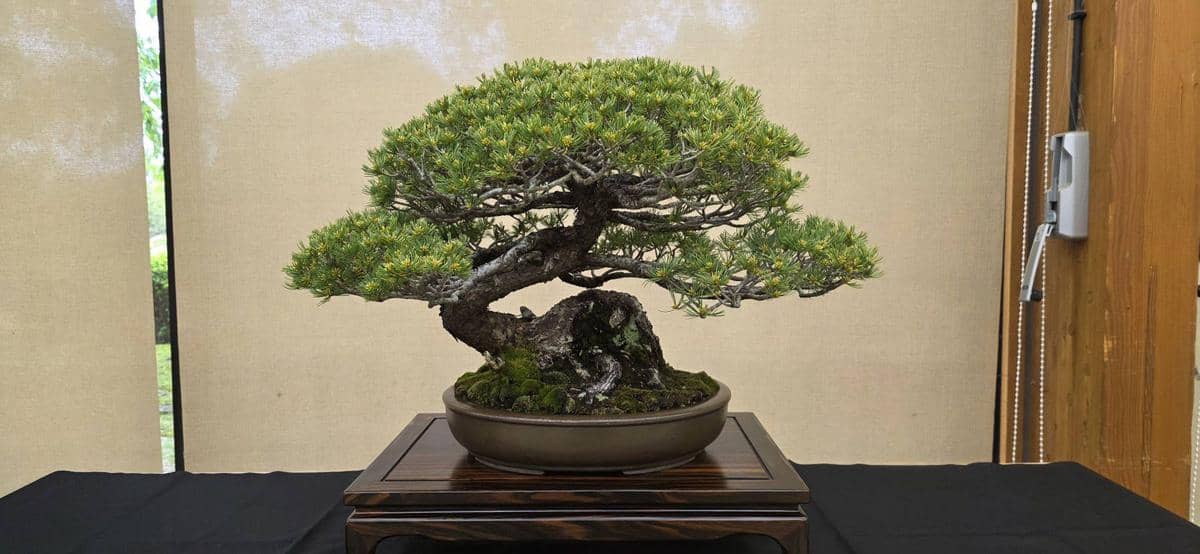 ①五葉松 / 縦90cm 横幅80cm