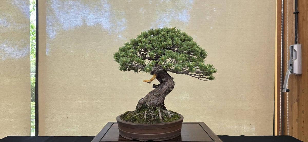 ⑫五葉松　推定樹齢約70年 / 縦40cm 横幅60cm