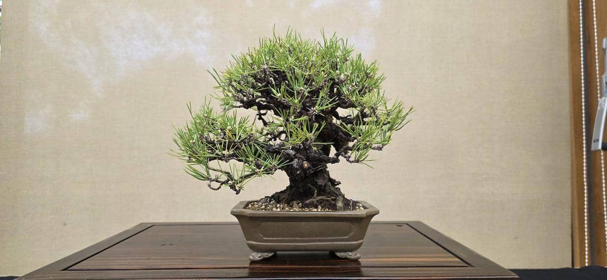 ⑧黒松　樹齢40年 / 縦30cm 横幅25cm