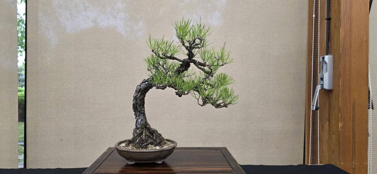 ⑦黒松　樹齢約40年 / 縦45cm 横幅40cm