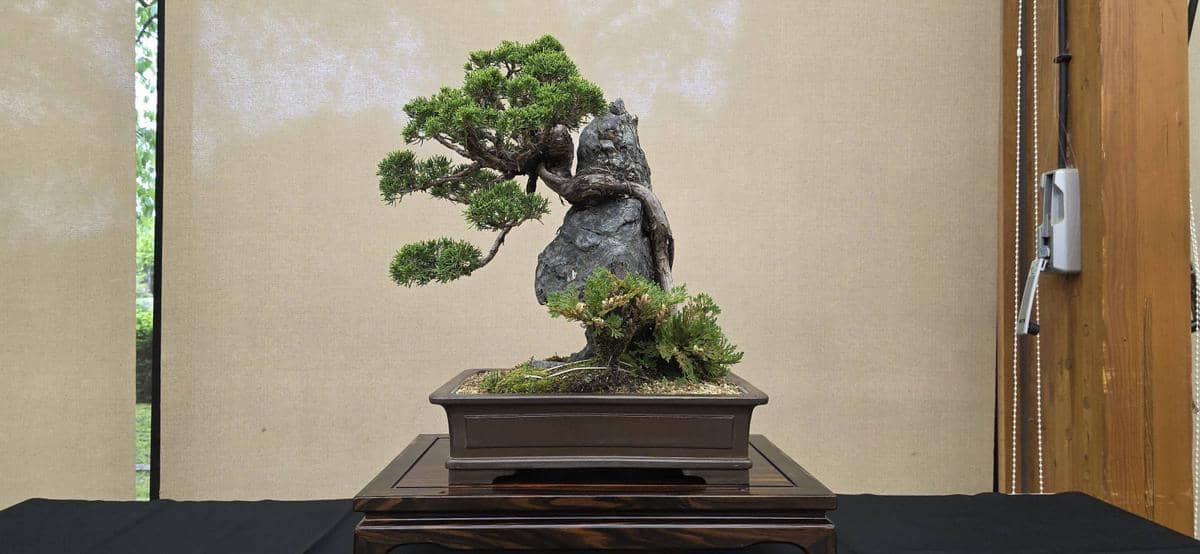 ⑥真柏　樹齢約60年 / 縦45cm 横幅50cm