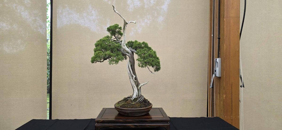 ③真柏　樹齢約70年 / 縦80cm 横幅55cm