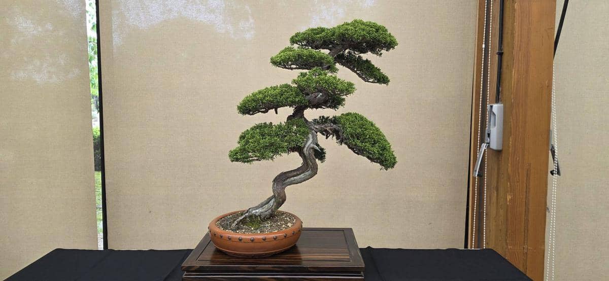 ②真柏　樹齢約80年 / 縦70cm 横幅70cm
