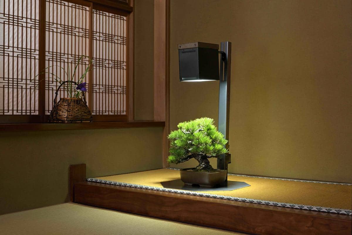【先行体験】サイリウムスタンドライト 盆栽用ガーデンインテリア